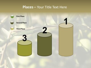 Ripening Olive On Tree Ready For Harvesting PowerPoint Template