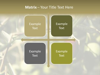 Ripening Olive On Tree Ready For Harvesting PowerPoint Template