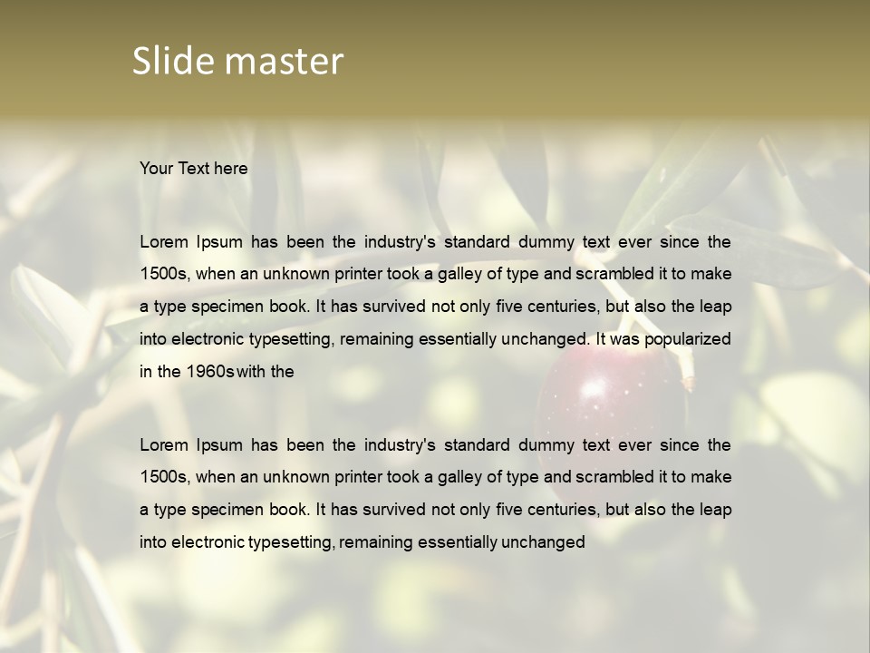 Ripening Olive On Tree Ready For Harvesting PowerPoint Template