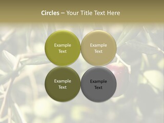 Ripening Olive On Tree Ready For Harvesting PowerPoint Template