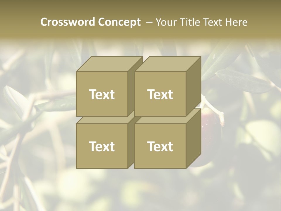 Ripening Olive On Tree Ready For Harvesting PowerPoint Template