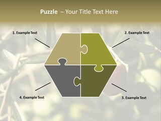 Ripening Olive On Tree Ready For Harvesting PowerPoint Template