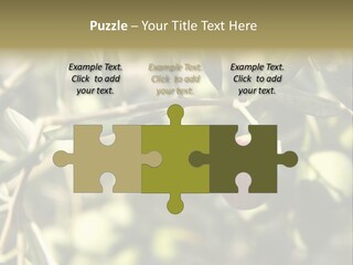 Ripening Olive On Tree Ready For Harvesting PowerPoint Template