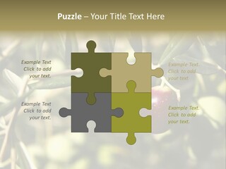 Ripening Olive On Tree Ready For Harvesting PowerPoint Template