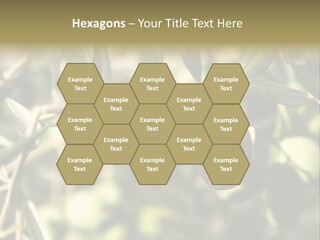Ripening Olive On Tree Ready For Harvesting PowerPoint Template