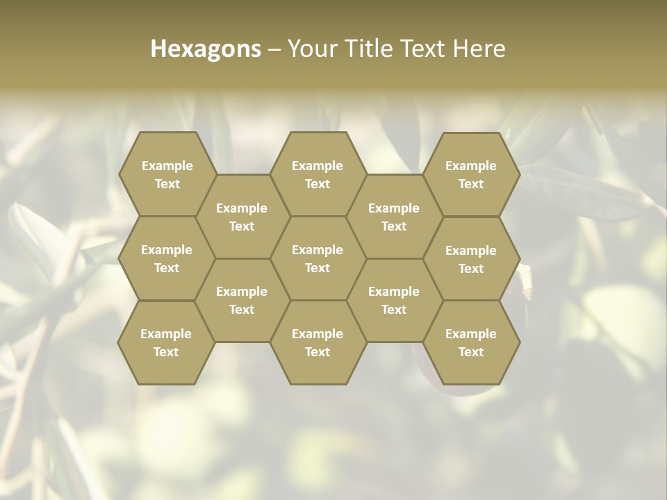 Ripening Olive On Tree Ready For Harvesting PowerPoint Template