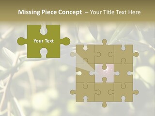 Ripening Olive On Tree Ready For Harvesting PowerPoint Template