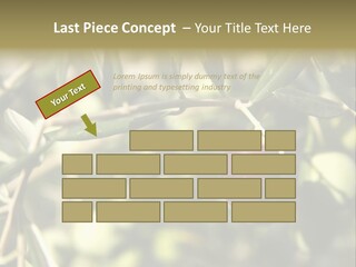 Ripening Olive On Tree Ready For Harvesting PowerPoint Template