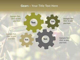 Ripening Olive On Tree Ready For Harvesting PowerPoint Template