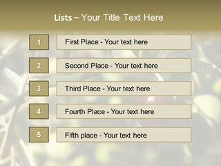 Ripening Olive On Tree Ready For Harvesting PowerPoint Template