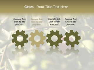 Ripening Olive On Tree Ready For Harvesting PowerPoint Template