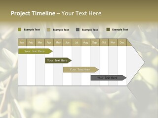 Ripening Olive On Tree Ready For Harvesting PowerPoint Template