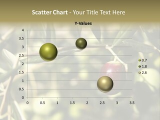 Ripening Olive On Tree Ready For Harvesting PowerPoint Template