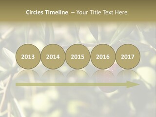 Ripening Olive On Tree Ready For Harvesting PowerPoint Template