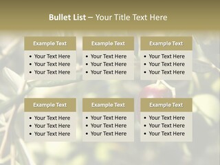 Ripening Olive On Tree Ready For Harvesting PowerPoint Template