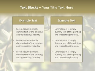 Ripening Olive On Tree Ready For Harvesting PowerPoint Template