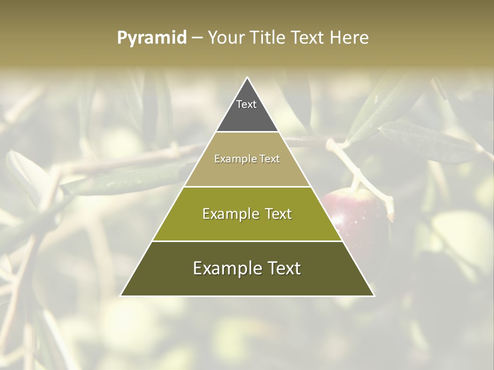 Ripening Olive On Tree Ready For Harvesting PowerPoint Template