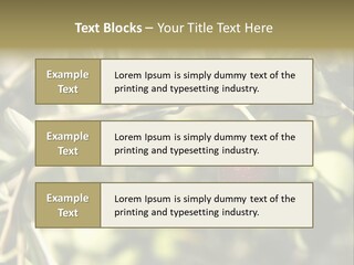 Ripening Olive On Tree Ready For Harvesting PowerPoint Template