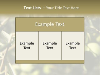 Ripening Olive On Tree Ready For Harvesting PowerPoint Template