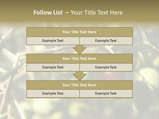 Ripening Olive On Tree Ready For Harvesting PowerPoint Template