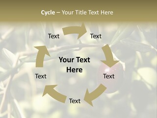 Ripening Olive On Tree Ready For Harvesting PowerPoint Template