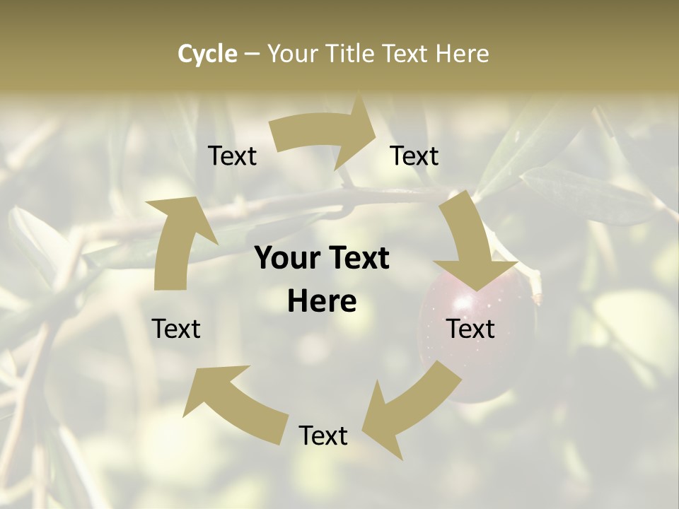 Ripening Olive On Tree Ready For Harvesting PowerPoint Template