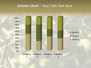 Ripening Olive On Tree Ready For Harvesting PowerPoint Template