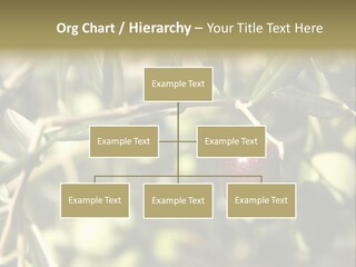Ripening Olive On Tree Ready For Harvesting PowerPoint Template