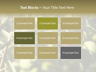 Ripening Olive On Tree Ready For Harvesting PowerPoint Template