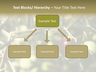 Ripening Olive On Tree Ready For Harvesting PowerPoint Template
