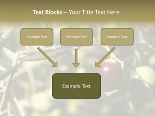 Ripening Olive On Tree Ready For Harvesting PowerPoint Template