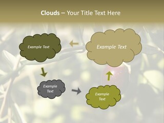 Ripening Olive On Tree Ready For Harvesting PowerPoint Template