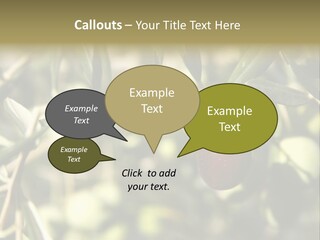 Ripening Olive On Tree Ready For Harvesting PowerPoint Template