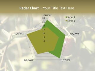 Ripening Olive On Tree Ready For Harvesting PowerPoint Template