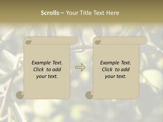 Ripening Olive On Tree Ready For Harvesting PowerPoint Template