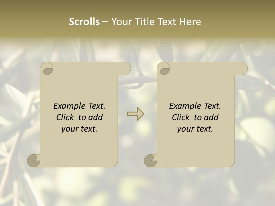 Ripening Olive On Tree Ready For Harvesting PowerPoint Template