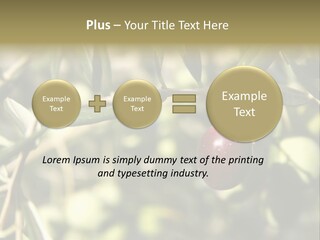 Ripening Olive On Tree Ready For Harvesting PowerPoint Template