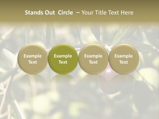 Ripening Olive On Tree Ready For Harvesting PowerPoint Template