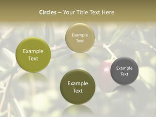 Ripening Olive On Tree Ready For Harvesting PowerPoint Template