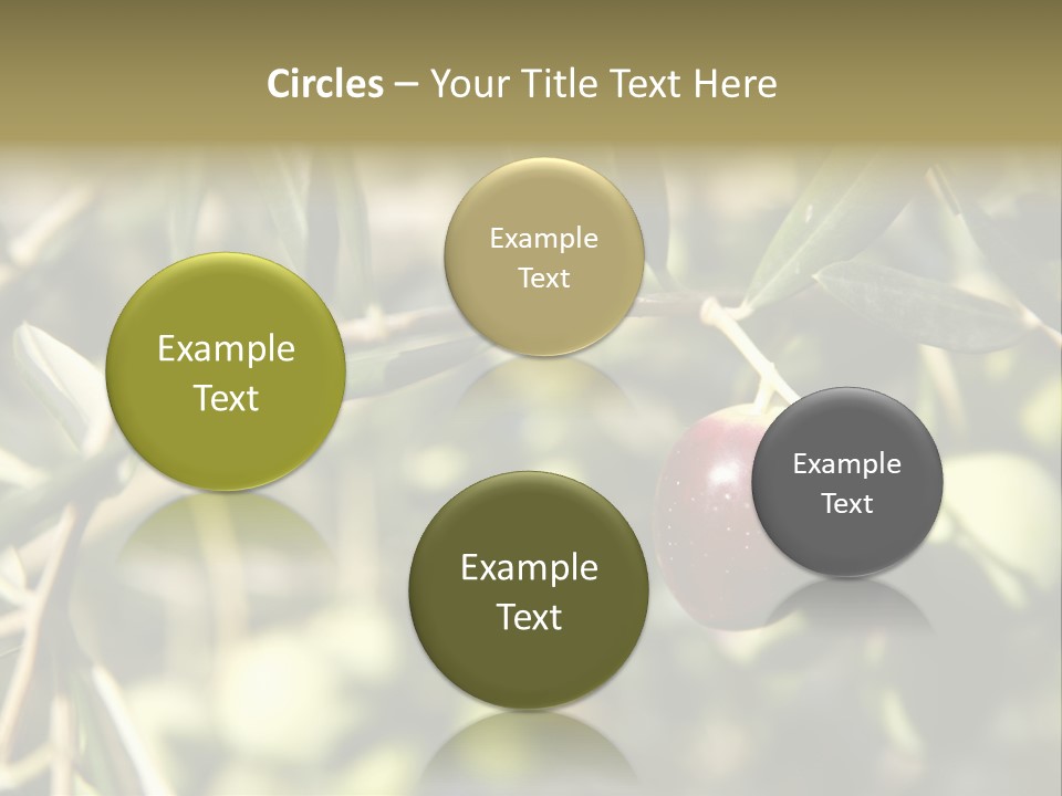 Ripening Olive On Tree Ready For Harvesting PowerPoint Template