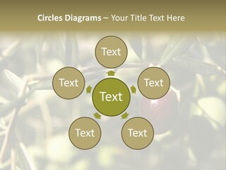 Ripening Olive On Tree Ready For Harvesting PowerPoint Template