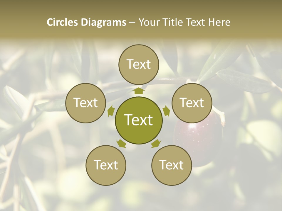 Ripening Olive On Tree Ready For Harvesting PowerPoint Template