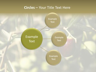 Ripening Olive On Tree Ready For Harvesting PowerPoint Template