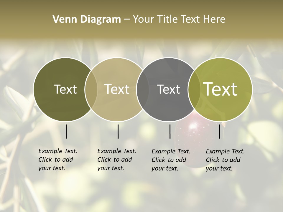 Ripening Olive On Tree Ready For Harvesting PowerPoint Template