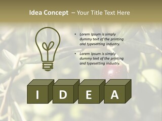 Ripening Olive On Tree Ready For Harvesting PowerPoint Template
