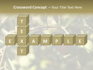 Ripening Olive On Tree Ready For Harvesting PowerPoint Template