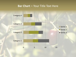 Ripening Olive On Tree Ready For Harvesting PowerPoint Template