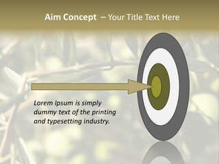 Ripening Olive On Tree Ready For Harvesting PowerPoint Template