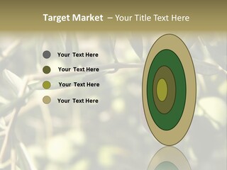 Ripening Olive On Tree Ready For Harvesting PowerPoint Template