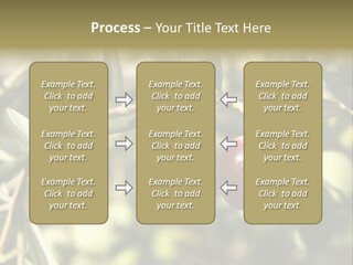 Ripening Olive On Tree Ready For Harvesting PowerPoint Template